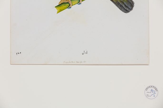 A Female Yellow-Footed Green Pigeon (Treron phoenicoptera) | MasterArt